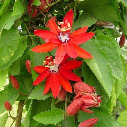 RED GRANADILLA Passiflora coccinea, Tropical Vine - Caribbeangardenseed