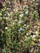 Spanish Thyme Seeds (,THYMUS zygis) Organic Perennial Herb - Caribbeangardenseed