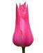 Tulip Bulbs, Mariette ( Bulbs) Lily flowering - Caribbeangardenseed