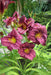 Daylily Purple D'Oro' hemerocallis (3 roots) perenniaL - Caribbeangardenseed