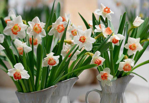 Daffodil Bulbs ,LARGE CUP 'ACCENT' SIZE 12/14 cm - Caribbeangardenseed