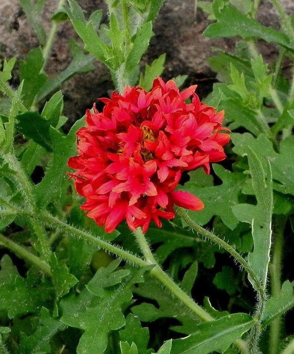 RED Blanket Flower SEEDS (Gaillardia Pulchella ) ANNUAL - Caribbeangardenseed