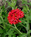 RED Blanket Flower SEEDS (Gaillardia Pulchella ) ANNUAL - Caribbeangardenseed
