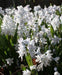 Scilla Tubergeniana (White Squill) fall planting Bulbs - Caribbeangardenseed