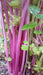 CHINESE PINK CELERY SEEDS ,Organically Grown - Caribbeangardenseed