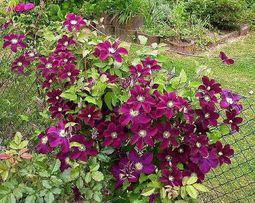 Clematis Warsaw Nike- Starter Plant, LIVE PLANT - Caribbeangardenseed