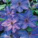 Clematis Elsa Spaeth (Dormant Bare Root) Extremely hardy Large-flowered Vine,Perennial - Caribbeangardenseed