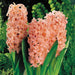 Hyacinth Flowers Bulb "Gypsy Queen",Grows Well in Containers - Caribbeangardenseed