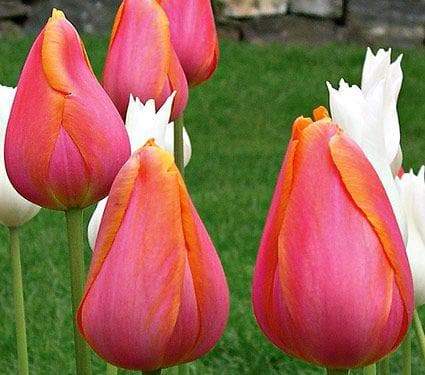 Tulip Bulbs ,Dordogne ,Single Late, Shipping Now - Caribbeangardenseed