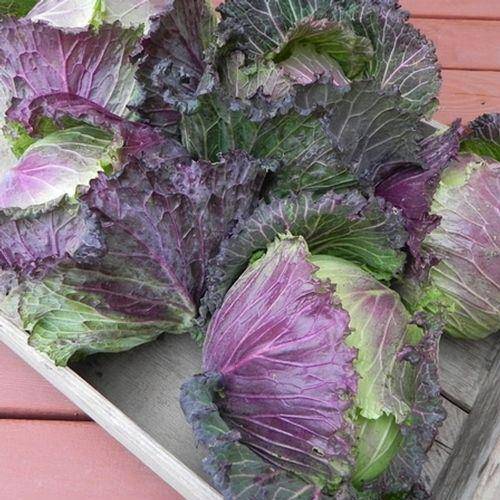 Savoy Cabbage seeds-(PURPLE) Biennial Vegetable - Caribbeangardenseed