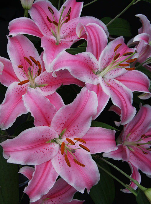 Oriental Lily SORBONNE,Patio Lily Flower Bulbs - Caribbeangardenseed