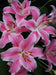 Oriental Lily SORBONNE,Patio Lily Flower Bulbs - Caribbeangardenseed