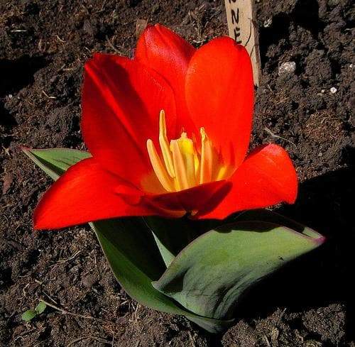 Tulip Bulbs"Kaufmanniana Showwinner ,Dwarf water lily - Caribbeangardenseed