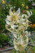 Lilium Sweet Surrender (3 Bulb/Plants) June Flowering. Unscented. - Caribbeangardenseed