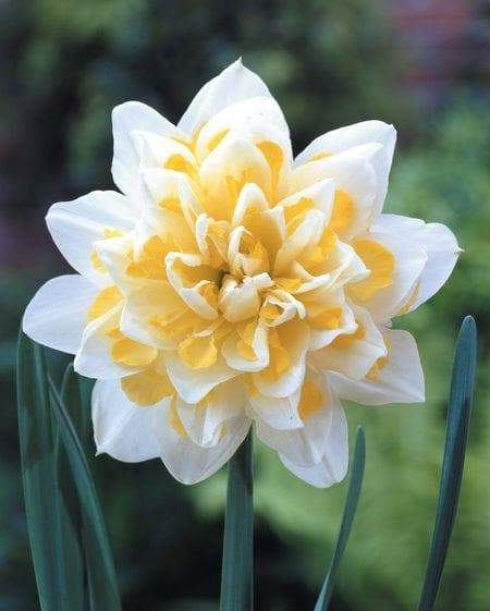 Daffodil Double Star , Bulbs size 14/16 cm - Caribbeangardenseed