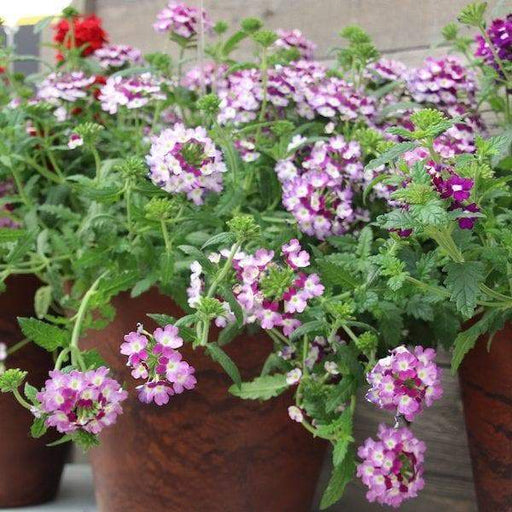 Verbena Obsession Cascade twister violet ( 10 seeds ) GREAT IN CONTAINERS ! - Caribbeangardenseed