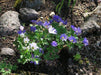 Anemone Blanda Flowers Bulb Blue Shade, Windflowe Plant ,Hardy Perennial - Caribbeangardenseed