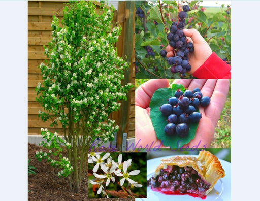 Serviceberry, LIVE PLANT ,Amelanchier alnifolia - Caribbeangardenseed