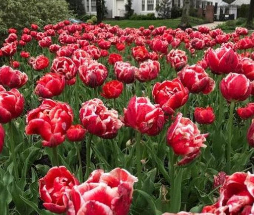 Tulip Cabella Bulbs-Double Late, NOW SHIPPING! - Caribbeangardenseed