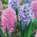 Hyacinth Bulb (Pink blue Mix) beautiful Flowers, Fragrant, Great for indoor - Caribbeangardenseed