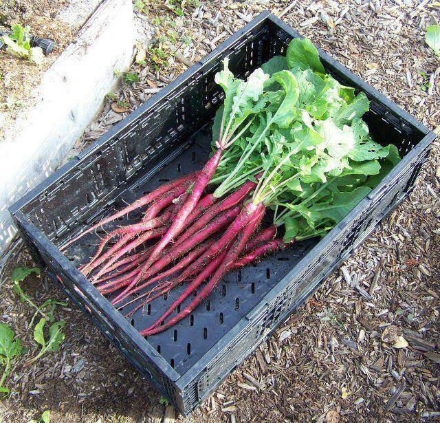 candela di fuoco RADISH Seeds, ITALLIAN Vegetable - Caribbeangardenseed