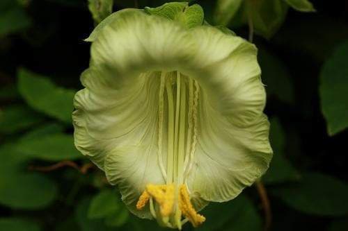 Cup and Saucer Vine (COBAEA,ALBA) Cathedral Bells ,Perennial Flower Seed! - Caribbeangardenseed
