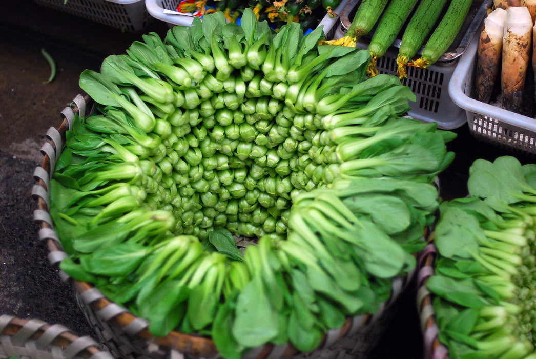 Shanghai pak CHOI SEEDS (Green Stem) Asian vegetables - Caribbeangardenseed