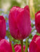 Darwin hybrid tulip BULBS, LADY Van Eyk’ ,FALL LANTING - Caribbeangardenseed