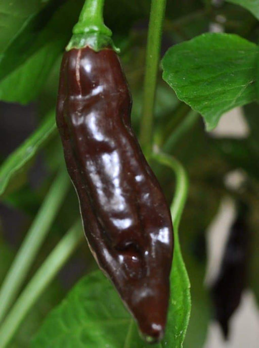 Chocolate Fatalii Pepper Seed ( Capsicum chinense) Very hot Heirloom - Caribbeangardenseed