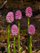 HELONIAS bullata FLOWER SEEDS, Swamp Pink- Perennial - Caribbeangardenseed