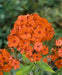 Phlox ‘Orange Perfection’ (Plant/ BareRoot) Red Flowers, Perennial Shrub - Caribbeangardenseed