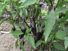 czech black Hot Pepper ,Capsicum annuum,SEEDS - Caribbeangardenseed