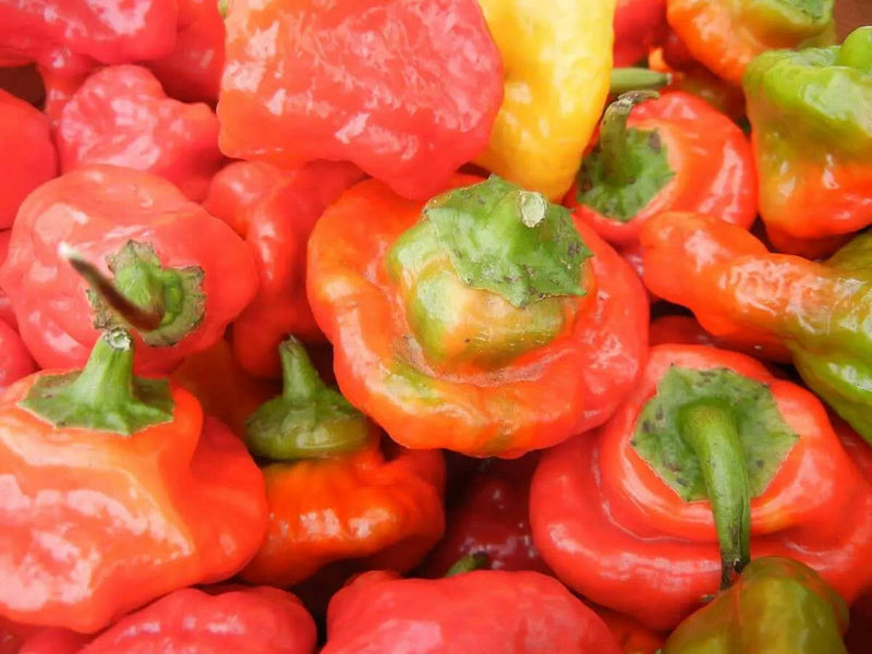 Rocotillo Pepper Seeds, (Capsicum chinense) Rare, Medium heat - Caribbeangardenseed