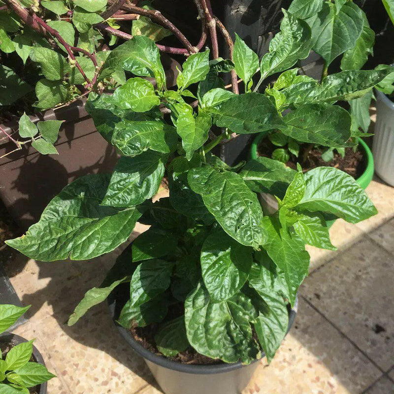 APOCALYPSE Scorpion Pepper Seeds - (Capsicum chinense) Super hot - Caribbeangardenseed