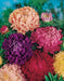 Aster Flowers Seed, Tall Paeony Duchess Mix, excellent cut flower - Caribbeangardenseed