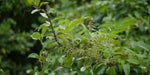 Wild Yam Seeds,Dioscorea villosa- Perennial, Zones 4-8. - fast-growing vine - Caribbeangardenseed