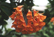 Colombian Climbing Lily SEEDS (Bomarea multiflora) TROPICAL VINE - Caribbeangardenseed