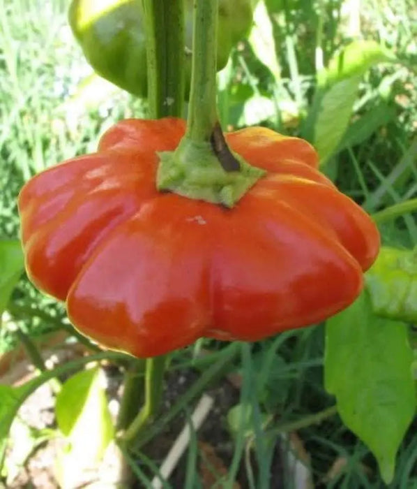 5 Star of Turkey"Hot Pepper Seeds, (Capsicum Chinense) Very Rare - Caribbeangardenseed