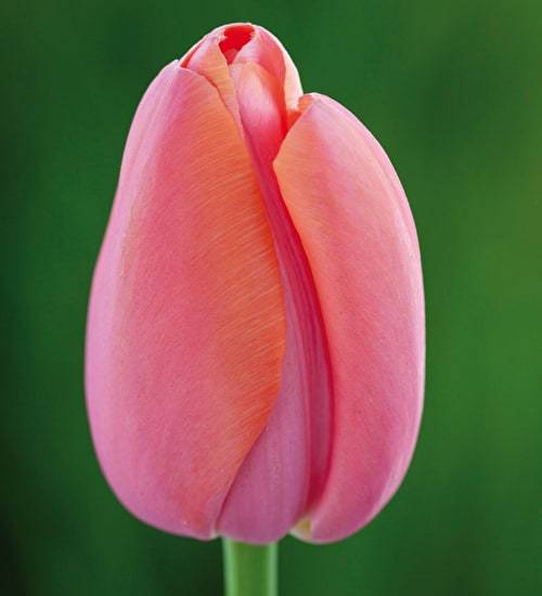 Tulip Bulbs "Menton" Single Late , fall planting - Caribbeangardenseed