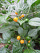 Quintisho YELLOW ,PEPPER SEEDS - Capsicum Chinense - From Bolivia - Caribbeangardenseed