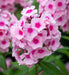 dwarf garden phlox pink flame- Plant/ BareRoot, Red Flowers, Perennial Shrub - Caribbeangardenseed