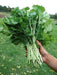 Seven Top Turnip Seeds ,HEIRLOOM ,Exelents For Turnip Greens ! - Caribbeangardenseed