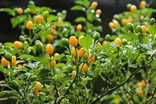 Pimenta de Cheiro,Peppers Seeds (Capsicum chinense),Smell Pepper,Heirloom - Caribbeangardenseed