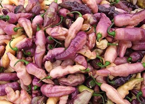 PINK TIGER ,Hot Pepper,seeds, (Capsicum chinense) very hot - Caribbeangardenseed