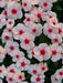 Vinca Periwinkle (sunstorm -APRICOT) - Annual flowers seed - Caribbeangardenseed