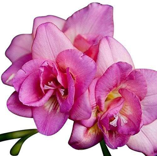Freesia Bulbs-Double Pink (Fragrant) Excellent cut flowers - Caribbeangardenseed