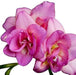 Freesia Bulbs-Double Pink (Fragrant) Excellent cut flowers - Caribbeangardenseed