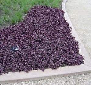 Purple Lady Iresine Herbstii- flowers seeds-Beefsteak Plant,Chicken Gizzard - Caribbeangardenseed