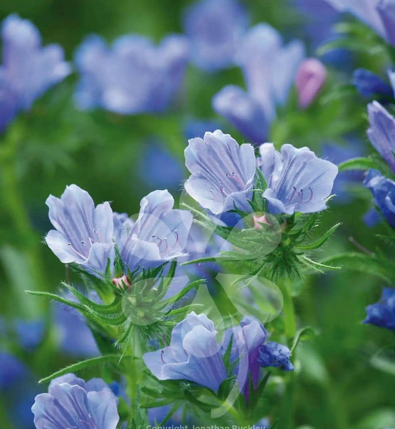 Viper's Bugloss Flowers Seeds (Echium Plantagineum) - Blue Bedder,Biennial ,Zones: 3 - 8 - Caribbeangardenseed