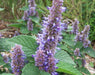 Anise Hyssop seedss (Lavender Hyssop) Perennial Herb - Caribbeangardenseed